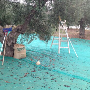 Olive Harvest 